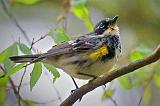 Yellow-rumped Warbler_47283